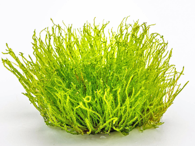 Giganten-Moos - Taxiphyllum sp. ´Giant´ in vitro